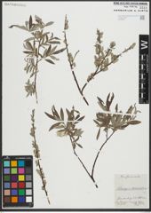Foto von Salix repens L. x Salix viminalis L.
